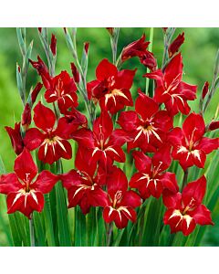 Гладиол /Gladiolus primulinus 'Claudia'/