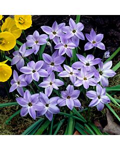 Ифейон /Ipheion uniflorum 'Wisley Blue''/ 1 бр