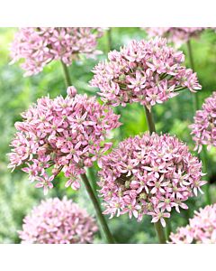 Декоративен лук  Pink Jewel 1 бр