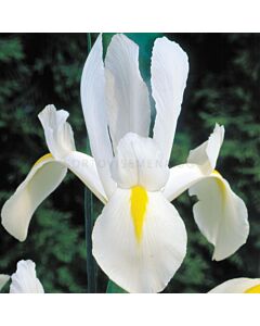 Ирис Iris White Excelsior 1 бр
