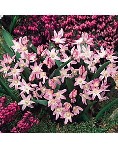 Хионодокса /Chionodoxa luciliae 'Rosy Queen'/ 1 бр