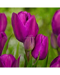 Лале Purple Bouquet (Special edition)*