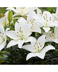Лилиум  /Lilium asiatic 'Inuvik' / 1 бр