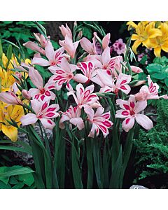 Гладиол /Gladiolus nanus 'Impressive'/