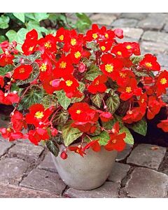бегония Multiflora Flamboyant 