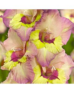 Гладиол /Gladiolus 'Sapporo' /