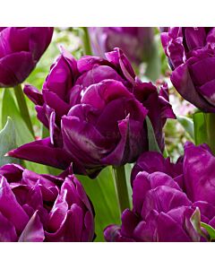 Лале Purple Peony 1 бр