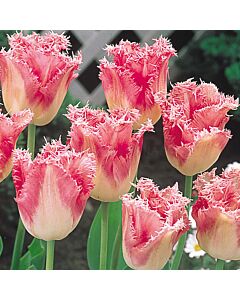 Лале /Tulip Fancy Frills/ 1 бр