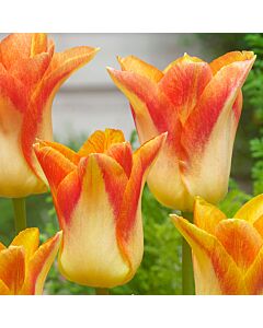 Лале /Tulip Arma/ 11/12