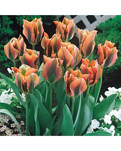 Лале /Tulip 'Artist'/ 1 бр