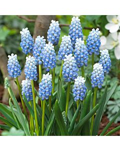Мускари /Muscari 'Peppermint'/ 1 бр