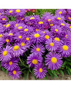 Астра алпийско синьо /Aster Alpinus Blue/ 1 бр