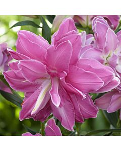 Лилиум  / Lilies hybrid Lotus Wonder / 1 бр