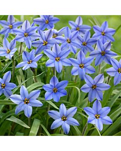 Ифейон /Ipheion uniflorum 'Jessie'/ 1 бр