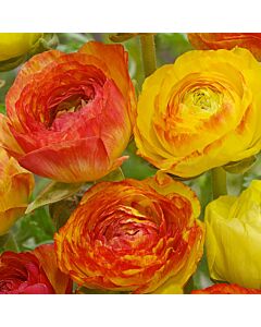 Ранункулус /Ranunculus picotee orange/ 