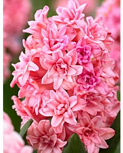 Зюмбюл Double Spring beauty 14/15