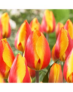 Лале /Tulips 'Bright Flair' / 1 бр