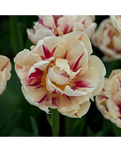 Лале /Tulips 'Flaming Margarita' / 1 бр