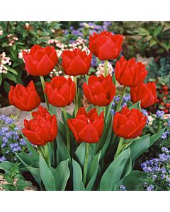 Лале /Tulips 'Largo' / 1 бр