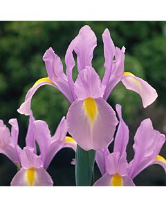 Ирис  /Iris dutch 'Rosario''/ 1 бр