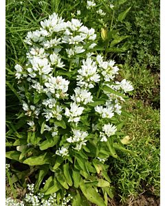 Камбанки бяла / campanula glomerata alba / 1 бр коренище 