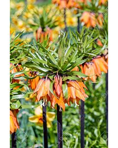 Фритилария /Fritillaria imperialis 'Garland Star'/ 1 бр