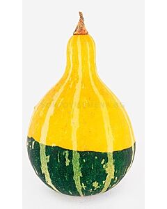 Декоративни тиквички /Cucurbita pepo Pear bicolour/ LG 1 оп 