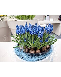 Мускари /Muscari armeniacum/ 1 бр
