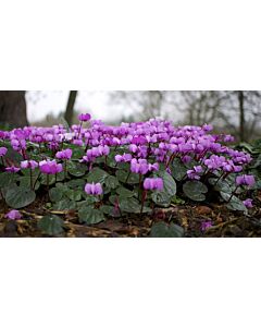 Циклама / Cyclamen coum / 1 бр