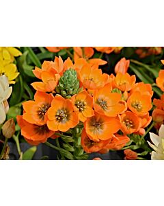 Гарвански лук /Ornithogalum dubium/ 1 бр
