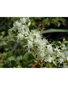 Марейска лоза /Anredera cordifolia/ 10 бр