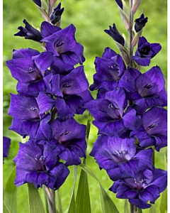 гладиол Purple Flora