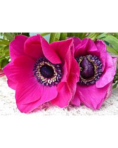 Анемоне розов Anemone Sylphide 1 бр