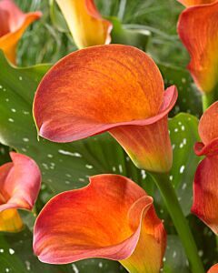 Кала / Orange Beauty / 1 бр