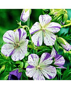 Здравец / Geranium Splish Splash / 1 бр