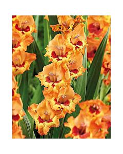 Гладиол /Gladiolus 'Alice' /1 бр