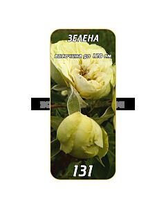 Храстовидна роза 131