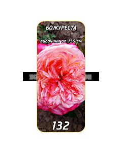 Храстовидна роза 132