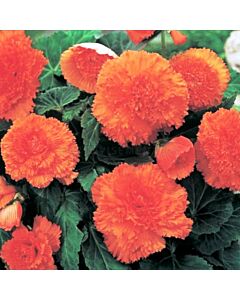 Бегония оранж / FIMBRIATA ORANGE/ 1 бр