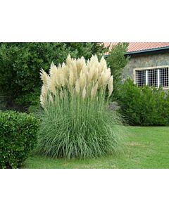 Пампаска трева бяла / cortaderia selloana alba / 1 бр саксия разсад