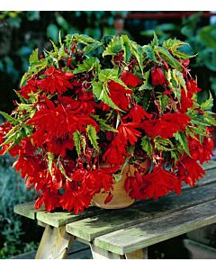 НОВО! Бегония каскадна Рууд /Begonia pendula rood/ 