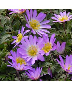 Анемоне /Anemone blanda  Charmer / 1 бр