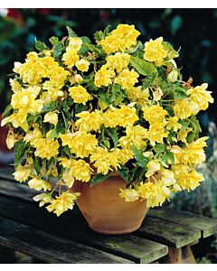 Бегония каскадна Джил / Begonia pendula geel / 1 бр