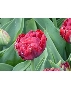 Лале /Tulip Red Baby/ 1 бр
