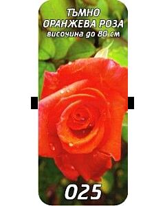 Храстовидна роза 025