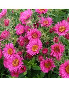 Астра /ASTER ANDENKEN AN ALMA POTSCHKE/ 1 корен