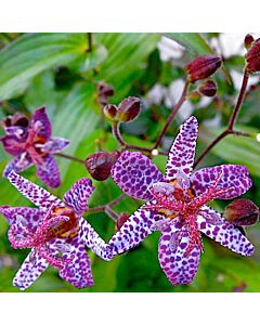 Трициртис / Tricyrtis Hirta / 3 бр