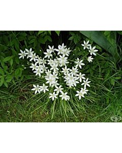 Чадърест гарвански лук /Ornithogalum umbellatum/ 1 оп (25 бр )