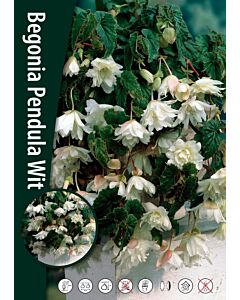 НОВО! Бегония каскадна Бяла /Begonia Pendula Wit/