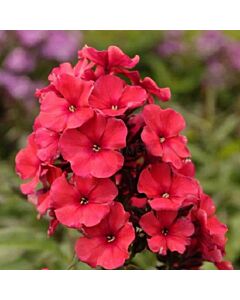 Флокс -Phlox Paniculata Miss Mary - 1 бр			